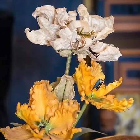 Cosy House With Luxury Jacuzzi Bath * Hesdin