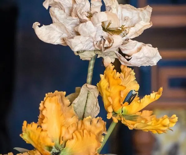 Cosy House With Luxury Jacuzzi Bath * Hesdin